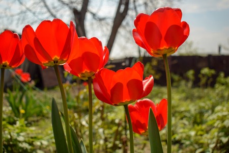 Red tulips in the garden on a bright sunny day.の写真素材