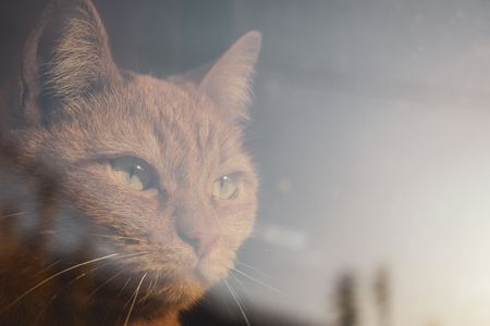 Red cat looking through the window. Serious piercing look. The cat is looking to the future.の写真素材