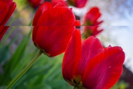 Red tulips in the garden.Tulips spring flower. Photo for postcard beauty decoration.の写真素材