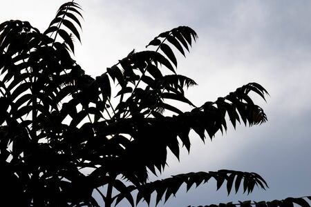 Leaves of an unusual palm tree at dusk. A beautiful leaves against sky background. Concept of nature for design.の写真素材