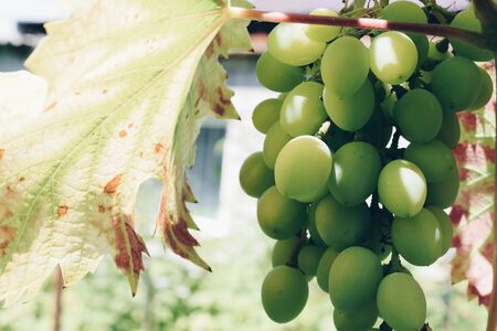 White grapes hanging on a bush in a sunny beautiful day.の写真素材