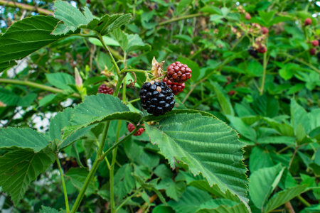 Ripe blackberries are grown in the garden. Blackberry contains many P vitamins. Blackberries against...