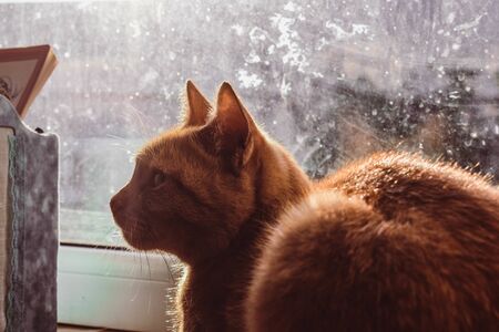 The red cat on the windowsill looks sideways.の写真素材