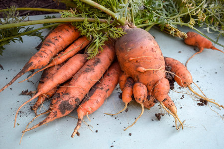 Ugly carrot vegetable. Strange funny-shaped carrot with tops on a light background. Vegetable crop...