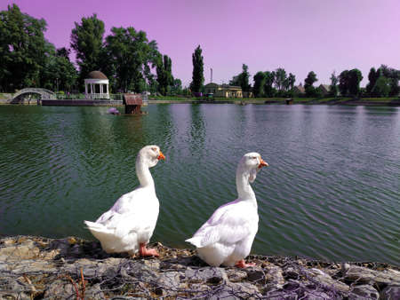 Two white geese near the lake in the park.の写真素材