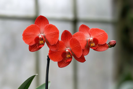 Beautiful red orchid flowers in a botanical garden in Singaporeの素材