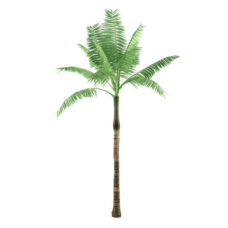 Palm tree isolated. Dictyosperma albumの写真素材
