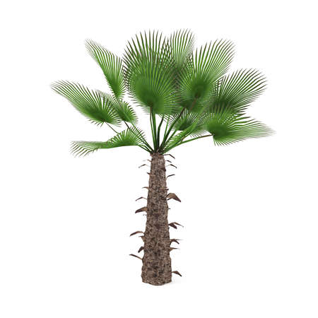 Palm tree isolated. Rachycaprus fortuneiの写真素材