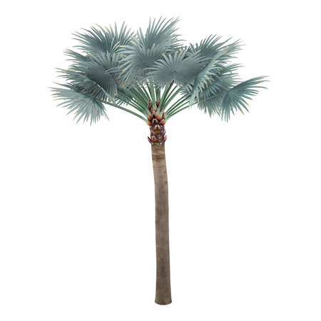 Palm tree isolated. Bismarckia Nobilisの写真素材