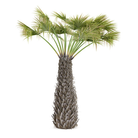 Palm plant tree isolated. Trachycarpus