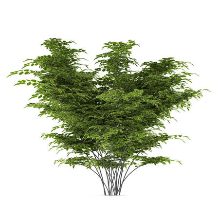 Plant bush isolatedの写真素材
