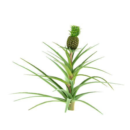 Plant bush isolated. Ananas comosusの写真素材