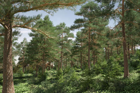 Pine forest lit by the sun.の写真素材