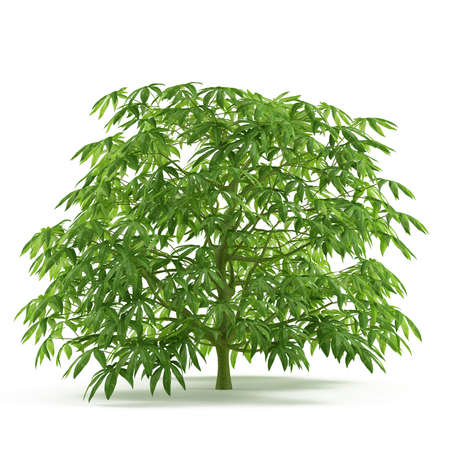 Plant bush isolated. Fatsiaの写真素材
