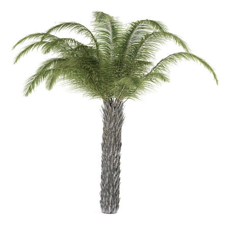 Palm tree isolated. Butia Capitataの写真素材