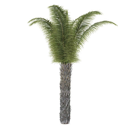 Palm tree isolated. Butia Capitataの写真素材