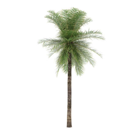 Palm tree isolated. Elaeis Guineensisの写真素材