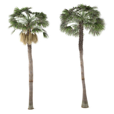 Palm plant tree isolated. Washingtonia Robustaの写真素材