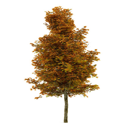 Autumn tree isolated. Platanus