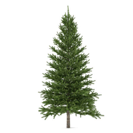 Tree isolated. Pinus fir-treeの写真素材