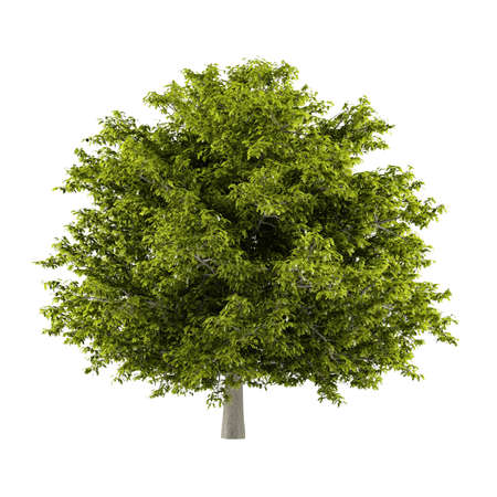Tree isolated. Aesculus hippocastanumの写真素材