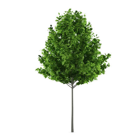 Tree isolated. Maple Acer rubrumの写真素材