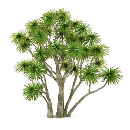 Palm plant tree isolated. Cordyline australisの写真素材