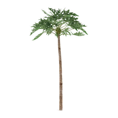 Palm plant tree isolated. Papayaの写真素材