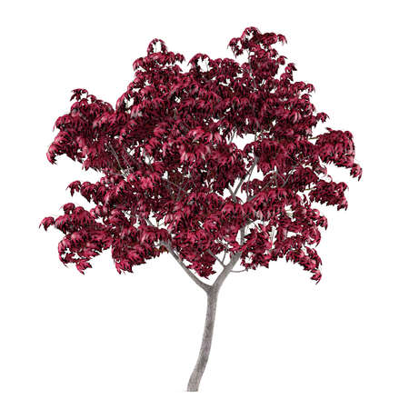 Tree isolated. Acer japonicumの写真素材