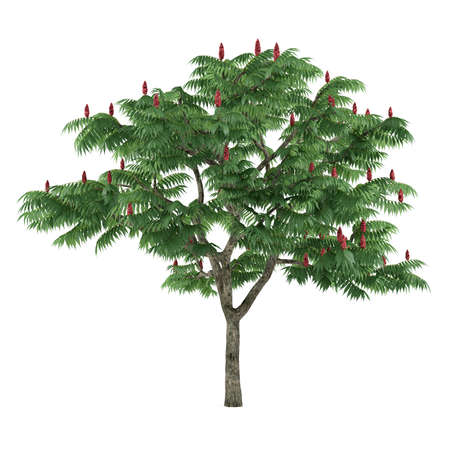 Tree isolated. Rhus typhinaの写真素材
