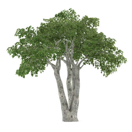 Tree isolated. Ficus benjaminaの写真素材