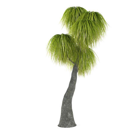 Palm tree isolated. Beaucarnea Recurvataの写真素材