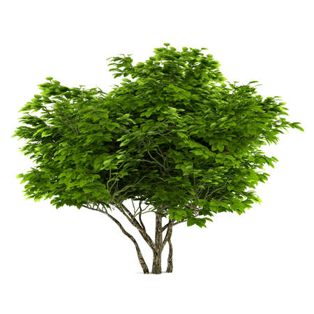 Exotic tree isolatedの写真素材
