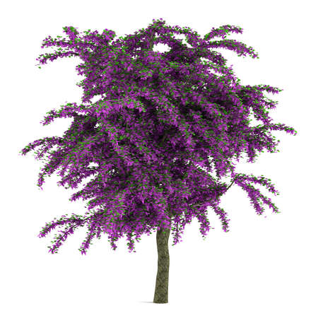 Exotic violet flower tree isolated.の写真素材