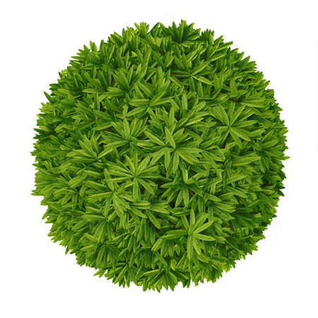 Plant bush top isolated.の写真素材