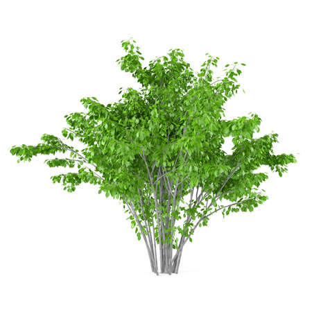 Bush tree isolated.の写真素材