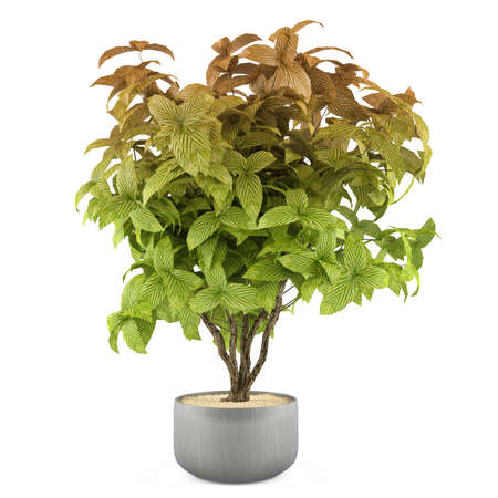 Exotic plant bush in the metal pot at the white backgroundの写真素材