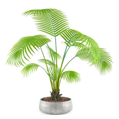 palm plant tree in the pot at the white backgroundの写真素材