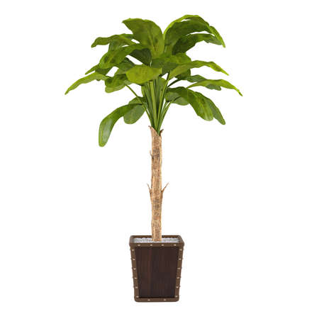 Decorative palm plant in the pot at the white backgroundの写真素材