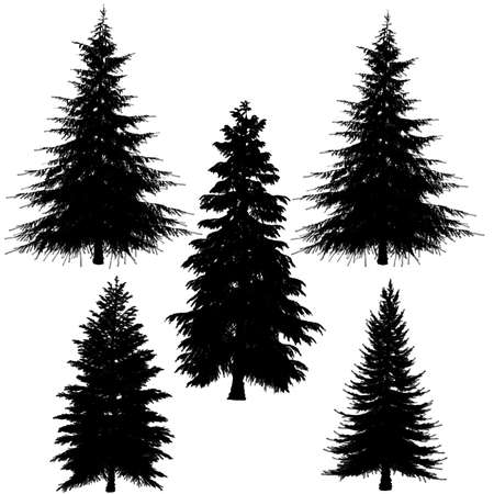 fir-tree silhouette at the white backgroundの写真素材