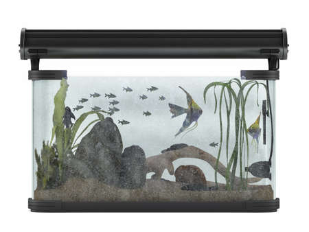 Aquarium with fishes isolated at the white backgroundの写真素材