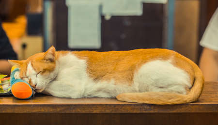 Resting red sleeping cat on the table.の写真素材