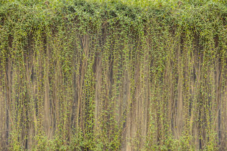 Abstract plant wall background. Plant on the concrete wall.の写真素材