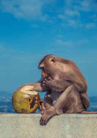 Cute monkey eating coconut.の写真素材