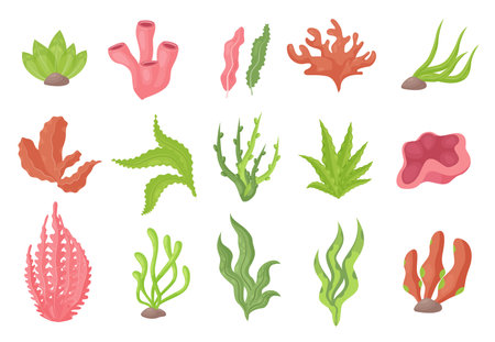 Seaweed underwater plants from sea bottom or aquarium set, kelp or marine algae, coralsのイラスト素材