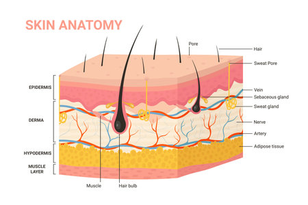 Skin layers, structure anatomy diagram vector illustration. Cartoon human skin infographic anatomical education background, epidermis with hair follicle, layered hypodermis and dermis, sweat poreのイラスト素材