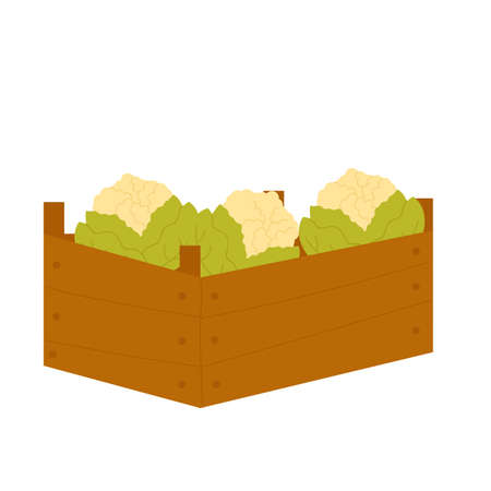 Cauliflower cabbage vegetable in wooden box, eco farm food agricultural market vector illustration. Cartoon cabbage vegetables in crate or basket isolated on whiteのイラスト素材