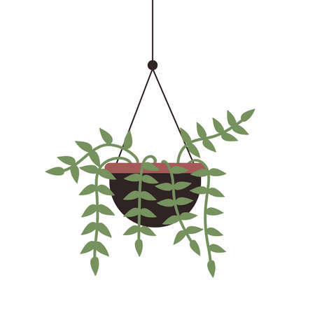 House plant pothos in hanging pot, indoor garden, home or office interior decoration vector illustration. Cartoon green potted houseplant pothos isolated on whiteのイラスト素材