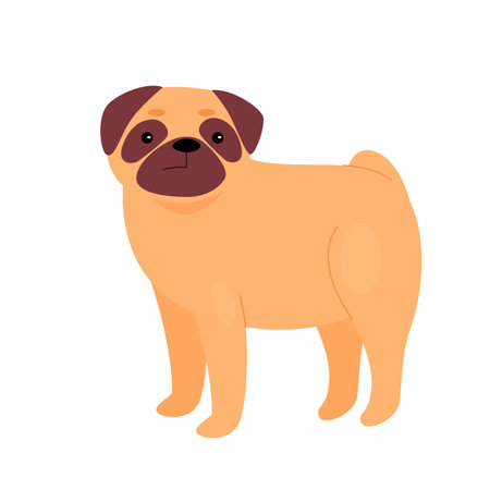 Cute small bulldog pet. Adorable family domestic dog, puppy animal vector illustrationのイラスト素材