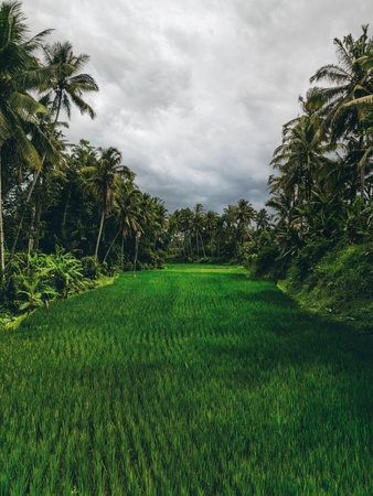Aerial view of abstract geometric shapes of Bali Lush green rice fields with palm tree and rain forest tropical jungle plantationの写真素材